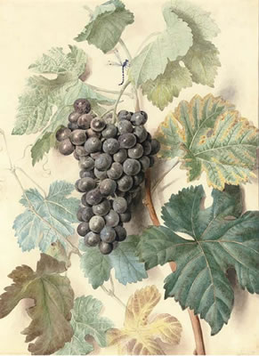 Study of grapes by James Sillett - Auction record, sale price, and art valuation. Compare with similar artists and explore comparable artworks.
