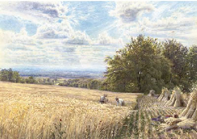Harvesters in an extensive landscape