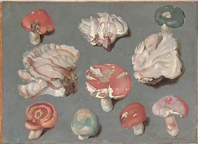 Studies of fungi by Philipp Ferdinand De Hamilton - Auction record, sale price, and art valuation. Compare with similar artists and explore comparable artworks.
