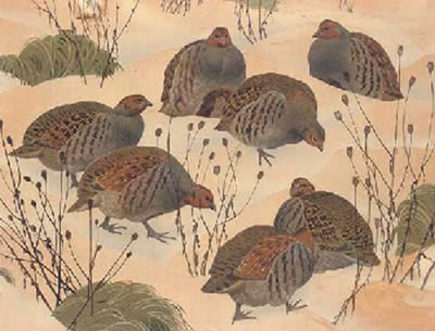 A covey of grey partridges in the snow