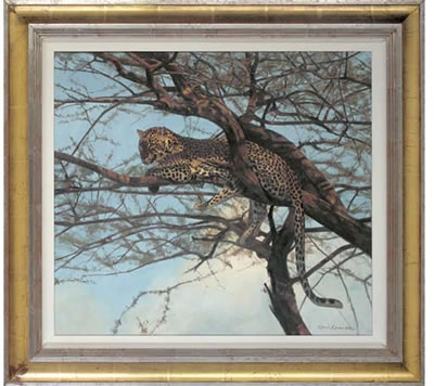 African leopard in a tree