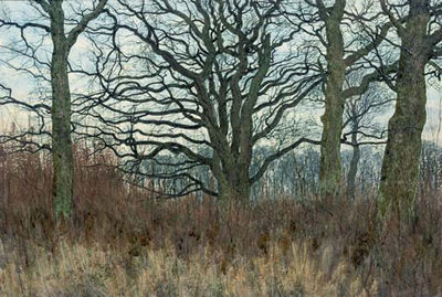 A Wood in Winter