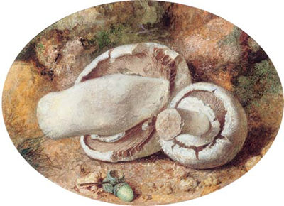 Field Mushrooms and Acorns by Jabez Bligh - Auction record, sale price, and art valuation. Compare with similar artists and explore comparable artworks.