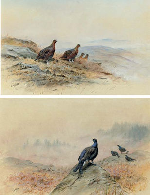 Red grouse on a rocky hillside; and Blackcock on a rocky outcrop (Pair) by George Edward Lodge - Auction record, sale price, and art valuation. Compare with similar artists and explore comparable artworks.