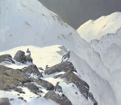 Ptarmigan amongst rocks, Cairngorms