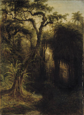 Rainforest above Santiago de Cuba