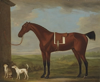 A saddled bay hunter tethered to a wall, with two hounds