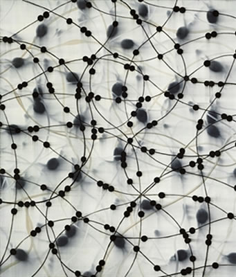 Symbiosis (Mesh)
