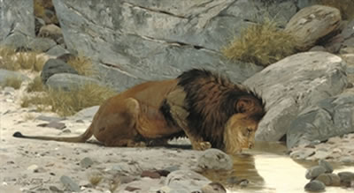 A lion drinking from a watering hole
