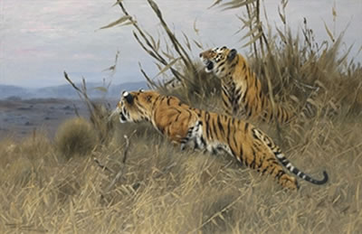Tigers on the prowl