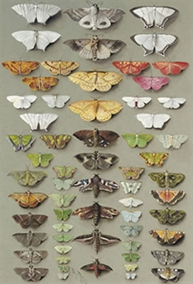 Sixty-three moths, arranged in three or five irregular columns, with representatives of the family NOCTUIDAE (e.g. 14-17, 28,29, 32,33), GEOMETRIDAE (e.g. emerald moths, subfamily GEOMETRINAE, 9-11, 18-24, 46-50, 52-57; other geometrids include 1-5, 8, 38