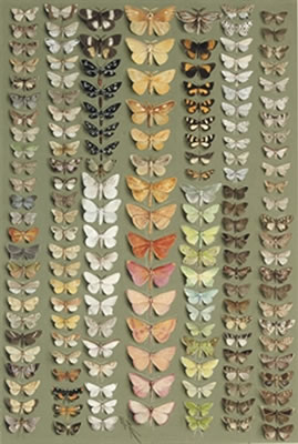 One hundred and fifty-eight medium- and small-sized moths, in seven columns. A wide range of families is represented, including the NOCTUIDAE, ARCTIIDAE, LASIOCAMPIDAE, LYMANTRIIDAE, GEOMETRIDAE, PYRALIDAE, SESIIDAE, etc