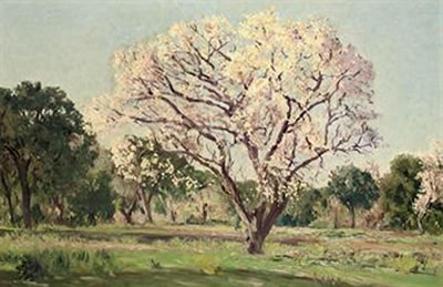An almond tree in blossom