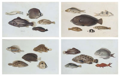Four sheets of studies showing different species of tropical marine fish, including two species of blenny and a butterfly fish (no. 1); a grunt, a parrotfish and a banded butterfly fish (no. 2); a grouper, marbled grouper and butterfly fish (no. 3); and a