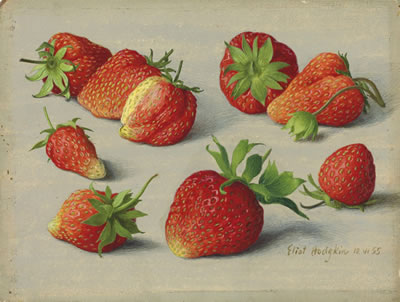 Nine strawberries by Eliot Hodgkin - Auction record, sale price, and art valuation. Compare with similar artists and explore comparable artworks.