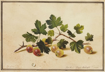 Gooseberries