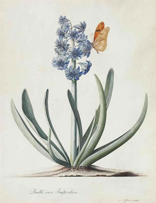 A double blue hyacinth (Hyacinthus orientalis) with a butterfly by Georg Dyonis (Dionysius) Ehret - Auction record, sale price, and art valuation. Compare with similar artists and explore comparable artworks.