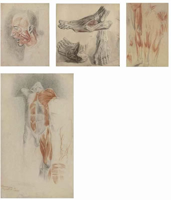 A group of fourteen écorché human figure studies (15)