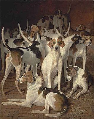 Hounds in a kennel