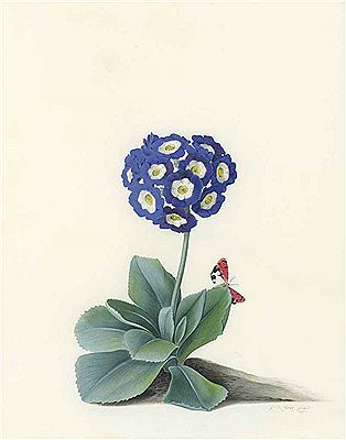 Sample artwork by Georg Dyonis (Dionysius) Ehret (1710 - 1770), known for flower painting - View similar artists and auction records