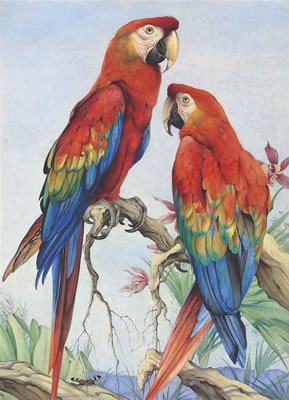 Two scarlet macaws with orchids and a butterfly
