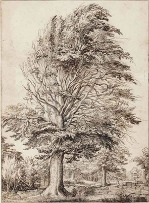 A large beech, partly in leaf