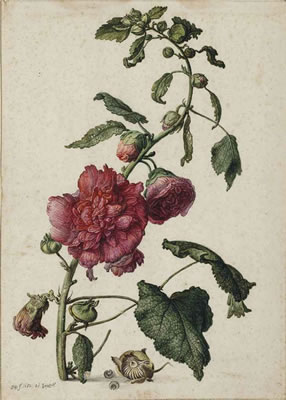 A hollyhock (Alcea rosea) by Herman (The Younger II) Saftleven - Auction record, sale price, and art valuation. Compare with similar artists and explore comparable artworks.