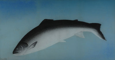 Leaping Salmon