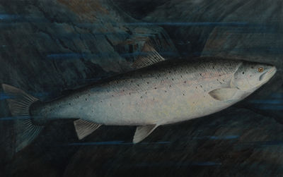 Atlantic Salmon
