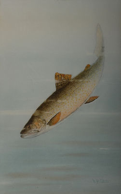 Brook Trout & Lake Trout: A Pair
