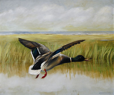 Flying Mallard