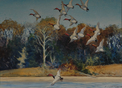 Canvasbacks