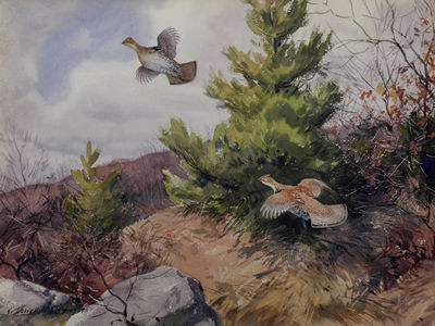Grouse in Pine Woods