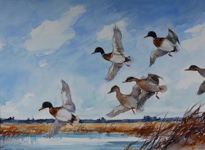 Mallards Piching In