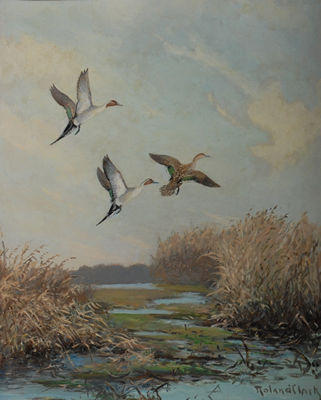Pintails