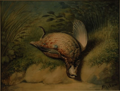QUAIL