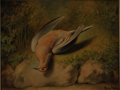 DOVE