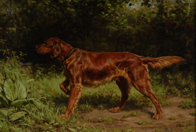 IRISH SETTER ON POINT