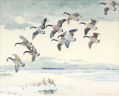 Canada Geese
