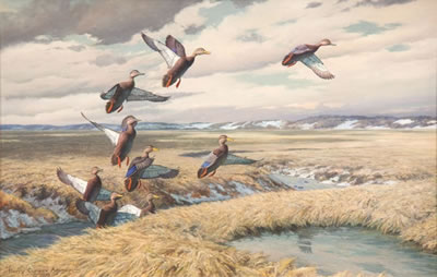 Black Ducks