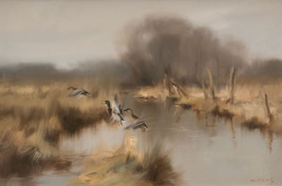Mallards