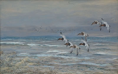 Canvasbacks
