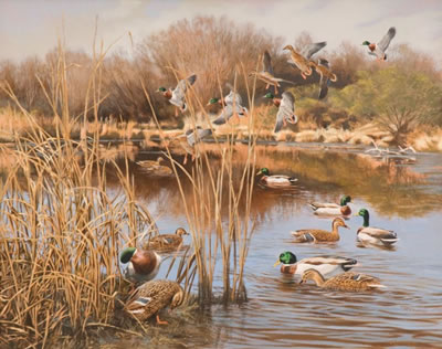 "Wading Mallards"