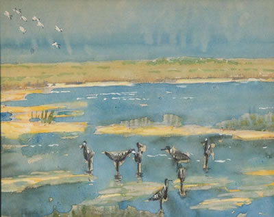 Shorebirds