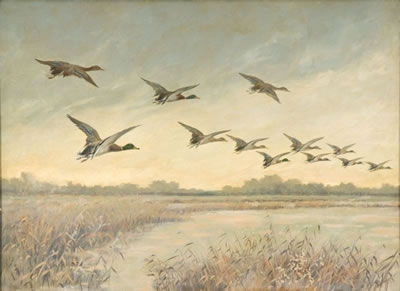 Mallards