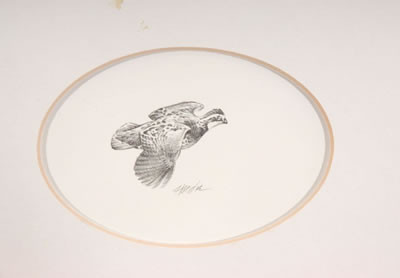 Bobwhite
