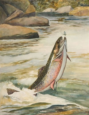 Leaping Brook Trout