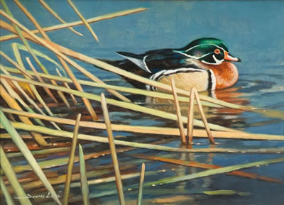 Wood Duck