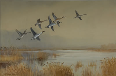 Pintails Over Marsh