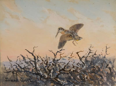 Woodcock